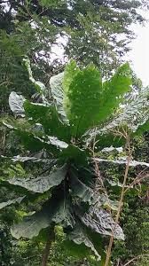 Image result for Vernonia conferta