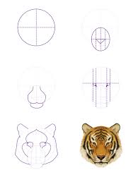 How To Draw Animals Big Cats Their Anatomy And Patterns Tiger Drawing Animal Drawings Easy Tiger Drawing