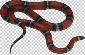 Check spelling or type a new query. Eastern Brown Snake Reptile Red Bellied Black Snake Venomous Snake Png Clipart Animals Bullsnake Catoftheday Christopher