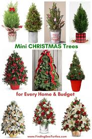 Or find the perfect, spirited christmas tree for a gift that truly captures the comfort and joy of the season. Best Fresh Tabletop Christmas Trees