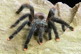 Image result for Tarantula Bite