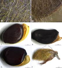 Image result for Adenodolichos punctatus