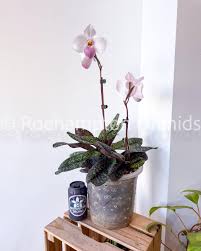 Image result for Dipcadi papillatum