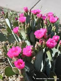 There are many species of prickly pear ca ctus's, most commonly found in southwestern. Opuntia Basilaris Beavertail Prickly Pear Mountain States Wholesale Nursery