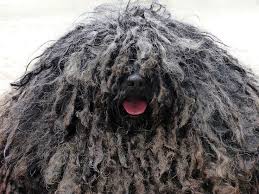 Black Braids Dog Free Image Pixabay Rasta Rasta Braids Shaggy Free Image On Pixabay Dog Rasta Braids Shaggy Seltene Hunderassen Labradoodle Hunde
