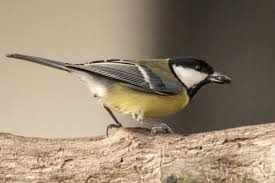 Image result for Kohlmeise vogelhouse