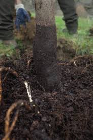 In that situation, an inch is deep for such a small tree. How To Plant Your New Free Tree Blue Water Baltimore