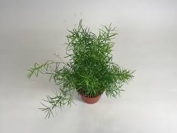 Image result for A. densiflorus Sprengeri