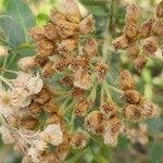 Image result for Pluchea dioscoridis