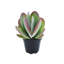 Kalanchoe luciae 'fantastic' variation is such a pretty little plant. Buy Popplet Paddle Flapjack Succulent Online At Plantsguru Com