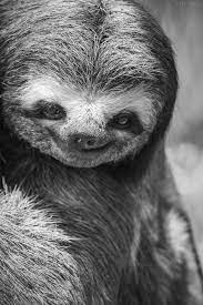 Bicho Preguica By Van Maia 500px Cute Baby Sloths Sloths Funny Smiling Sloth