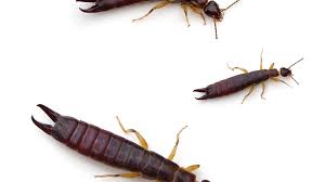 Maybe you would like to learn more about one of these? Don T Let Earwigs Destroy Your Garden