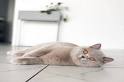 British Shorthair Cat Breed Profile | Petfinder