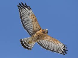 We did not find results for: Red Shouldered Hawk Ebird