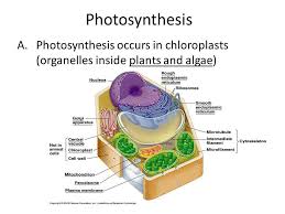 We did not find results for: Photosynthesis Photosynthesis Occurs In Chloroplasts Organelles Inside Plants And Algae Ppt Video Online Download