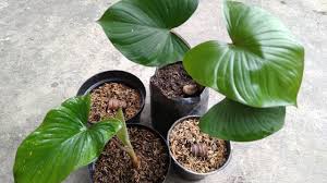 When propagating caladium, you can divide the tubers in the water regularly to keep the soil moist. How To Propagate Caladium Red Star Youtube