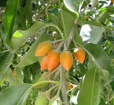 Image result for Mimusops afra