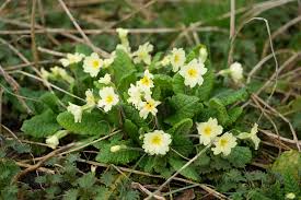 Image result for Primula