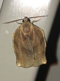 Image result for Archips podanus