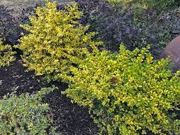 However, the more sun this evergreen gets, the more vibrant the yellow. Plants For Dallas Your Source For The Best Landscape Plant Information For The Dallas Ft Worth Metroplex Sunshine Ligustrum