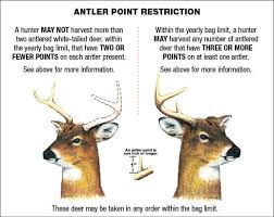 Everything About Deer Antlers