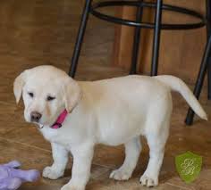 They offer the most popular dog breed in pa, ohio and more. Pin On Labrador Retrievers