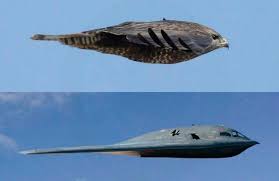Bird Of Prey Stealth Plane Stealth Bomber Inspired By Hawk Wordlesstech Stealth Bomber Aircraft Stealth