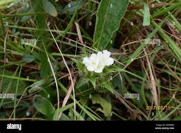 Image result for Crabbea