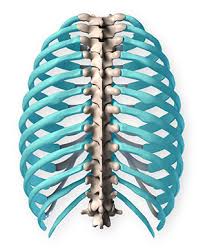In vertebrate anatomy, ribs (costae) are the long curved bones which form the rib cage. Anatomy Of The Rib Cage Proko