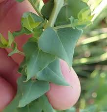 Image result for Polygala filicaulis