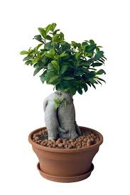 Como Transplantar Um Bonsai Saber Transplantar Corretamente Um Bonsai E Fundamental Para Que Tenhamos Uma Arvore Saudavel E Dur Figueira Bonsai Plantas Bonsai