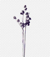 ✓ free for commercial use ✓ high quality images. Fiori S Viola Secco Clipart Essiccate Png Pngegg