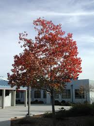 Image result for Sapium