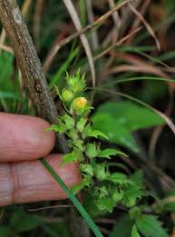 Image result for Alectra sessiliflora