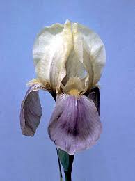 Image result for Disperis reichenbachiana