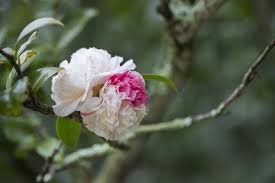 Winter flowers come in all sorts of shapes and sizes but you may think gardening in winter is impossible, or the only types of flowers that survive winter are indoor flowers. Camellias Light Up The Winter Garden Sydney Living Museums
