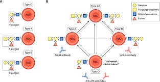 Toward Universal Donor Blood Enzymatic Conversion Of A And B To O Type Journal Of Biological Chemistry