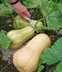 10 Helpful Tips To Growing Summer And Winter Squashes Like Butternut Spaghetti And Zucchini Squash Bitki Bahce Bitkileri Bahce