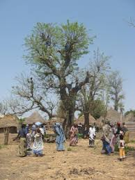 Image result for Khaya