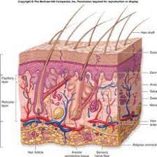 Integumentary System Thinglink Skin Anatomy Integumentary System Human Integumentary System