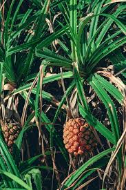 Image result for Pandanus sp. B