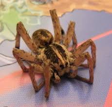 Check spelling or type a new query. Wolf Spider Wolf Spider Spider Spiders Scary