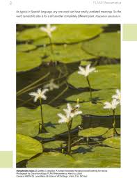 Image result for Nymphoides forbesiana