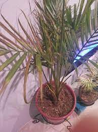 The proper balance inner probably manner a shiny nook. Majesty Palm Trimming Help Not Sure If I Am Supposed To Trim The Browned Tips And Some Fronds Are Completely Browned So I M Curious If I Should Trim The Entire Branch Off