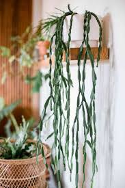 Image result for Rhipsalis
