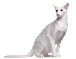 Balinese Kedisi Kedi