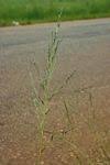 Image result for Eragrostis plana