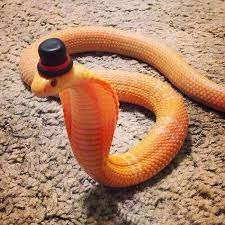 A true winter retreatthink of your luxury rental as your home away from home (only better)! Scared Of Snakes Put A Hat On It Bored Panda