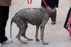 Stray Dog's Story of Misery Written on His Skin