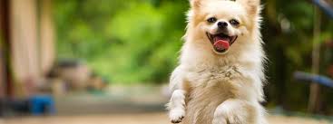 For your dog, find everything from dog tags and collars. Best Dog Daycare Manchester Nh Ira Toyota Of Manchester